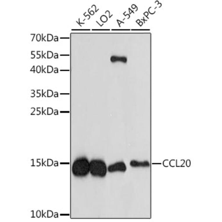 Western Blot - Anti-Macrophage Inflammatory Protein 3 alpha Antibody (A88376) - Antibodies.com