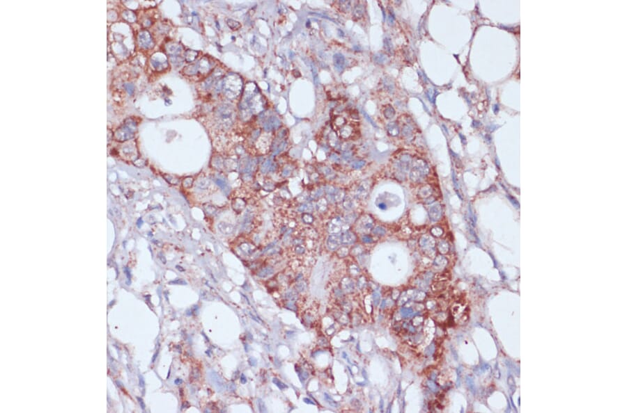 Immunohistochemistry - Anti-MRPL23 Antibody (A88377) - Antibodies.com