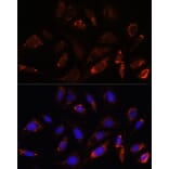 Immunofluorescence - Anti-MRPL23 Antibody (A88377) - Antibodies.com