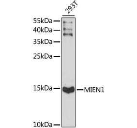 Western Blot - Anti-XTP4 Antibody (A88379) - Antibodies.com