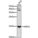 Western Blot - Anti-XTP4 Antibody (A88379) - Antibodies.com