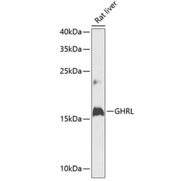 Western Blot - Anti-Ghrelin Antibody (A88380) - Antibodies.com
