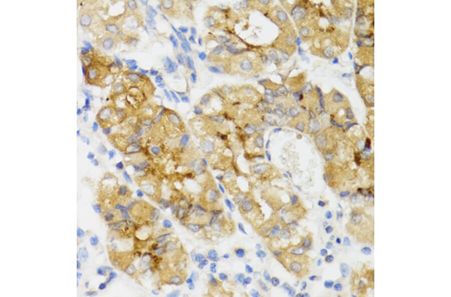 Immunohistochemistry - Anti-Ghrelin Antibody (A88380) - Antibodies.com