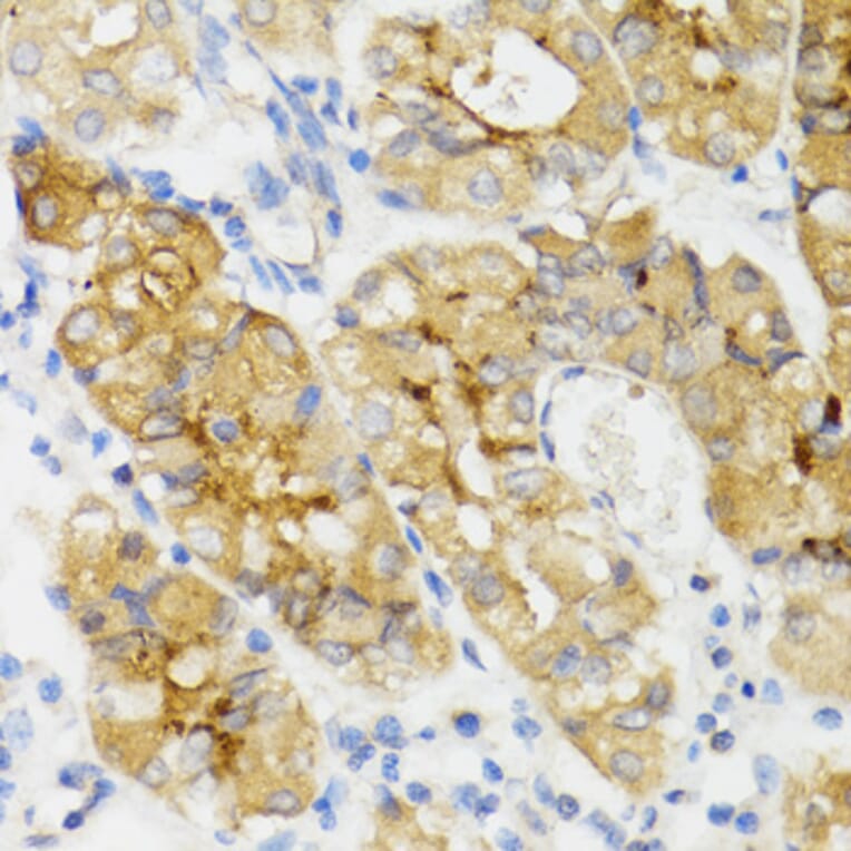 Immunohistochemistry - Anti-Ghrelin Antibody (A88380) - Antibodies.com