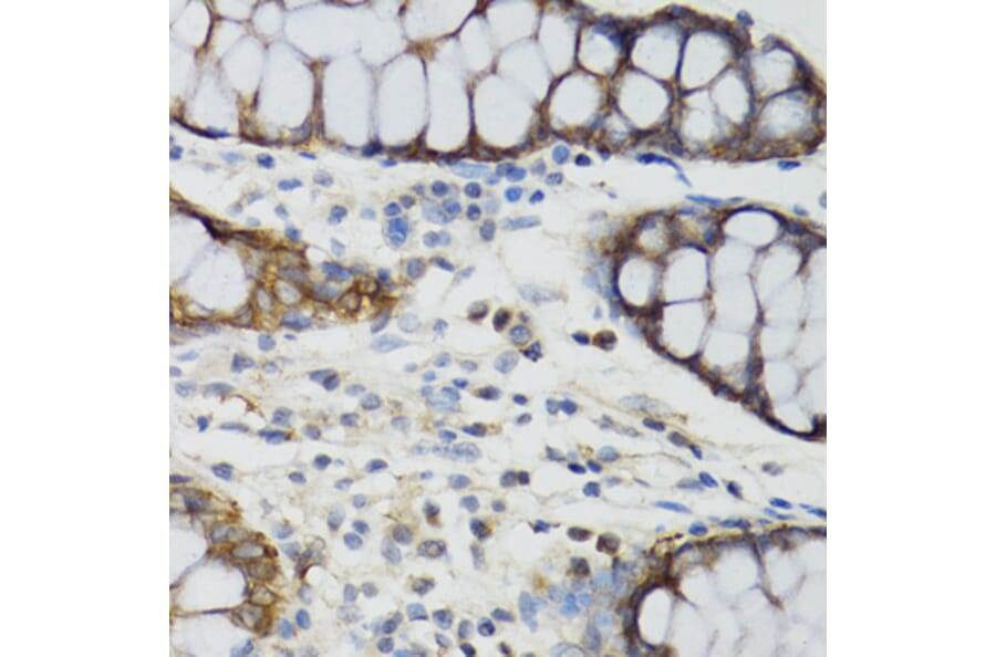 Immunohistochemistry - Anti-Ghrelin Antibody (A88380) - Antibodies.com