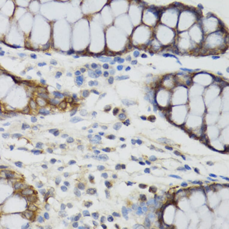 Immunohistochemistry - Anti-Ghrelin Antibody (A88380) - Antibodies.com