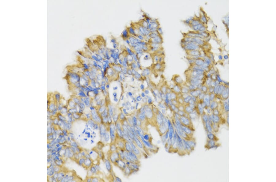 Immunohistochemistry - Anti-Ghrelin Antibody (A88380) - Antibodies.com