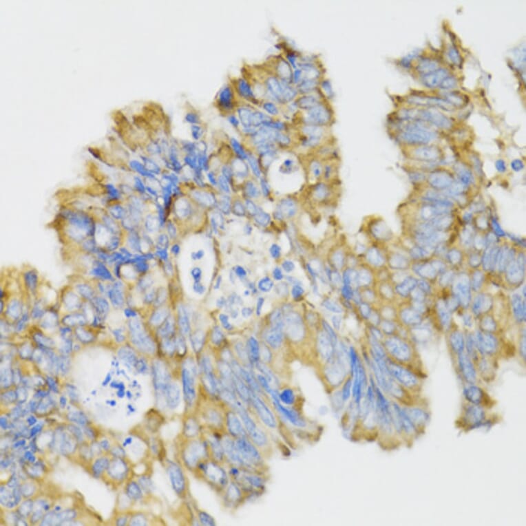 Immunohistochemistry - Anti-Ghrelin Antibody (A88380) - Antibodies.com