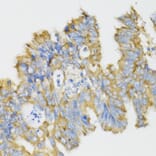 Immunohistochemistry - Anti-Ghrelin Antibody (A88380) - Antibodies.com