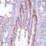 Immunohistochemistry - Anti-RPL22 Antibody (A88381) - Antibodies.com