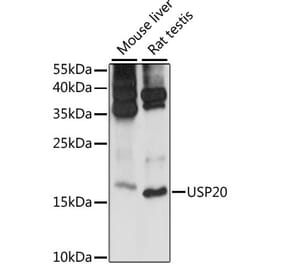 Western Blot - Anti-MRPS14 Antibody (A88382) - Antibodies.com