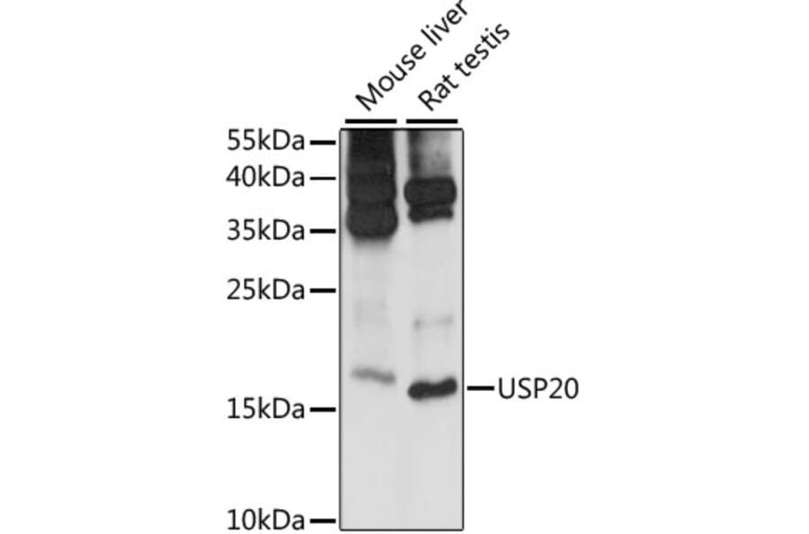 Western Blot - Anti-MRPS14 Antibody (A88382) - Antibodies.com