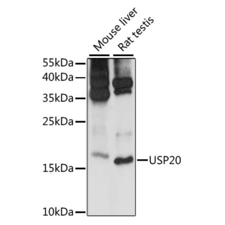 Western Blot - Anti-MRPS14 Antibody (A88382) - Antibodies.com