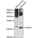 Western Blot - Anti-MRPS14 Antibody (A88382) - Antibodies.com