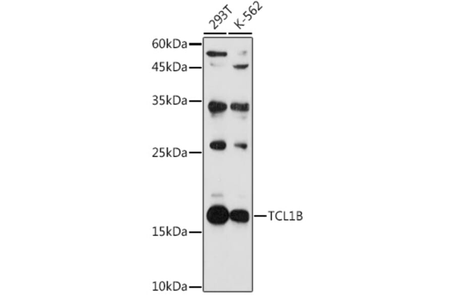 Western Blot - Anti-TCL1B Antibody (A88383) - Antibodies.com