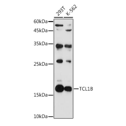 Western Blot - Anti-TCL1B Antibody (A88383) - Antibodies.com
