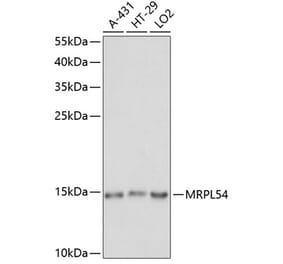 Western Blot - Anti-MRPL54 Antibody (A88386) - Antibodies.com