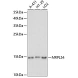 Western Blot - Anti-MRPL54 Antibody (A88386) - Antibodies.com