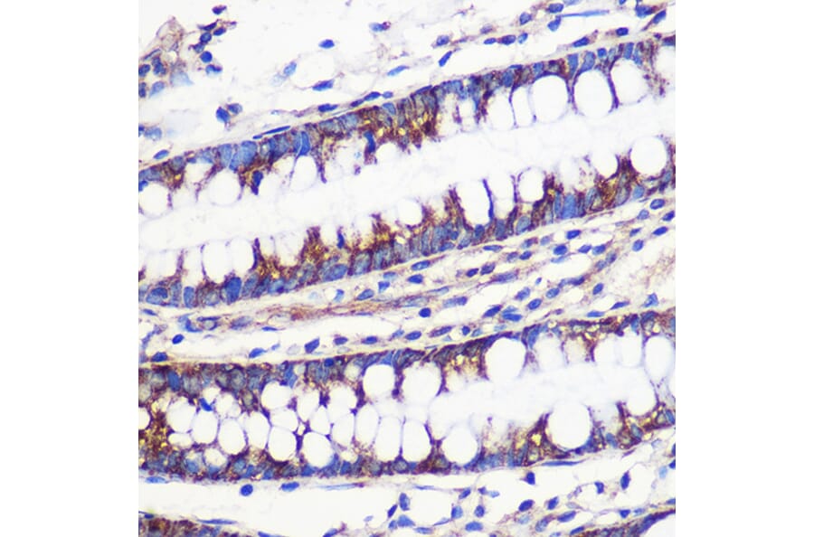 Immunohistochemistry - Anti-MRPL54 Antibody (A88386) - Antibodies.com