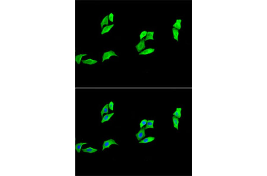Immunofluorescence - Anti-MB Antibody (A13326) - Antibodies.com