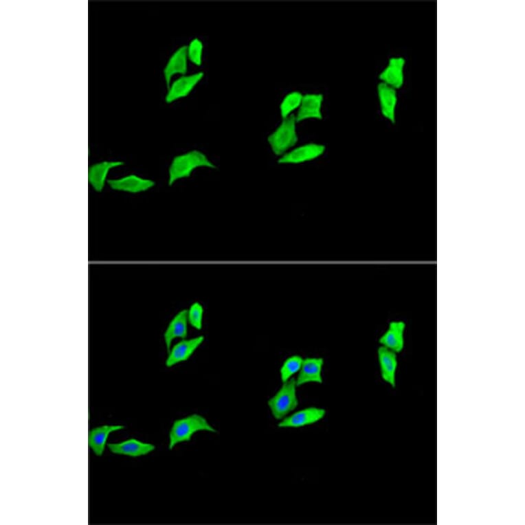 Immunofluorescence - Anti-MB Antibody (A13326) - Antibodies.com