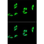 Immunofluorescence - Anti-MB Antibody (A13326) - Antibodies.com