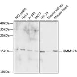Western Blot - Anti-TIMM17A / TIM17 Antibody (A88393) - Antibodies.com