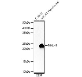 Western Blot - Anti-NHLH1 Antibody (A88395) - Antibodies.com