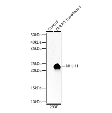 Western Blot - Anti-NHLH1 Antibody (A88395) - Antibodies.com