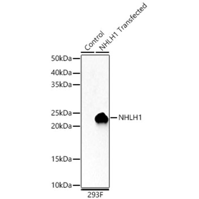 Western Blot - Anti-NHLH1 Antibody (A88395) - Antibodies.com