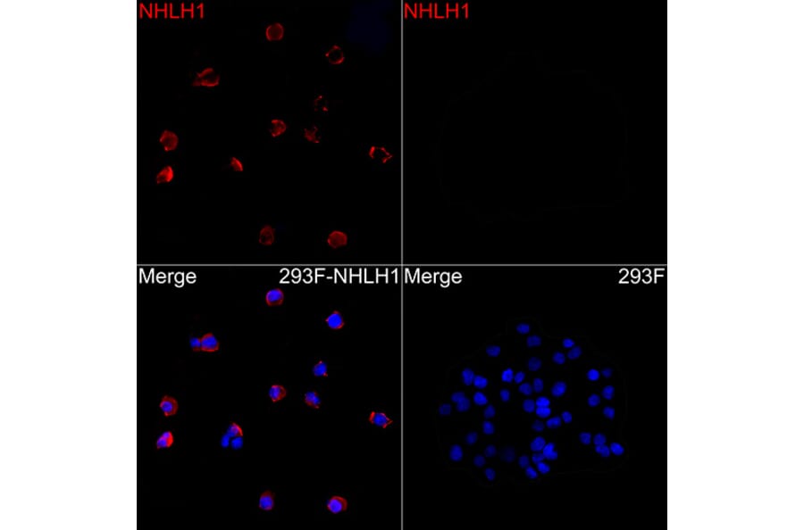 Immunofluorescence - Anti-NHLH1 Antibody (A88395) - Antibodies.com