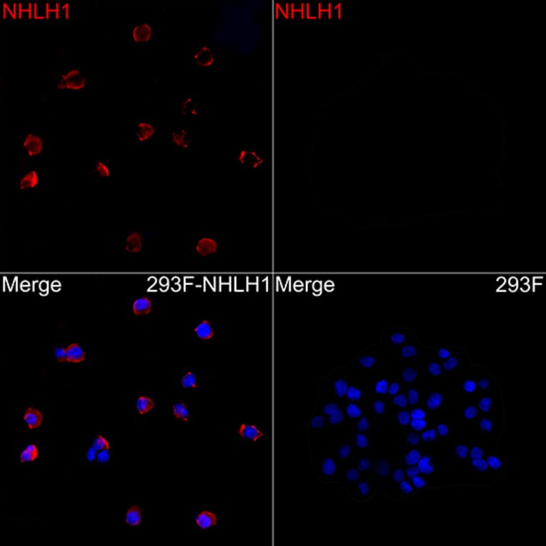 Immunofluorescence - Anti-NHLH1 Antibody (A88395) - Antibodies.com