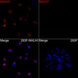 Immunofluorescence - Anti-NHLH1 Antibody (A88395) - Antibodies.com