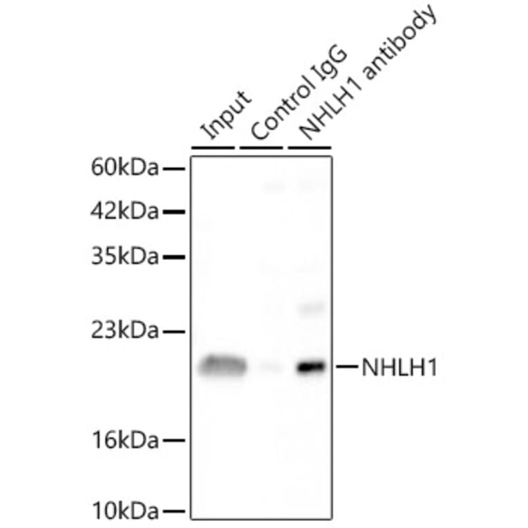 Immunoprecipitation - Anti-NHLH1 Antibody (A88395) - Antibodies.com