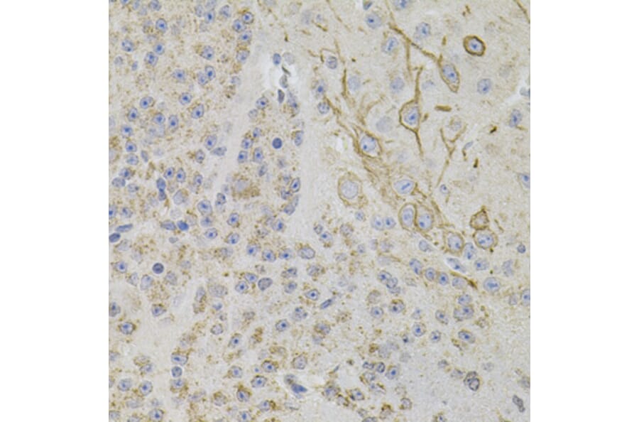Immunohistochemistry - Anti-Reg3a Antibody (A88397) - Antibodies.com