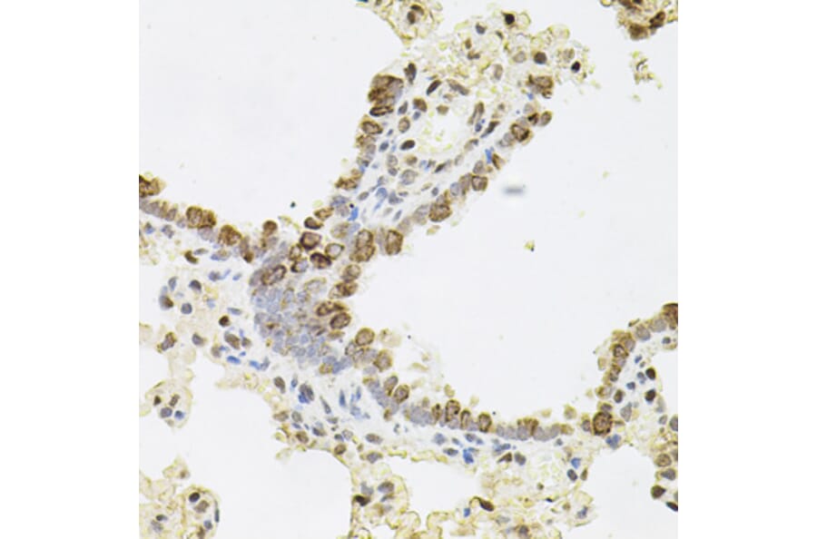 Immunohistochemistry - Anti-Reg3a Antibody (A88397) - Antibodies.com