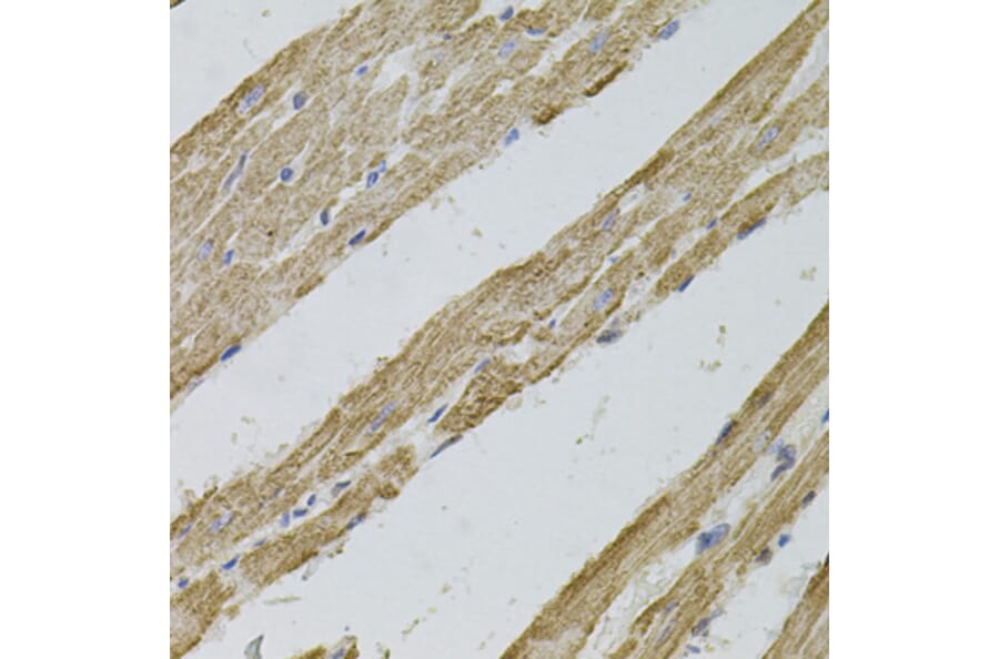 Immunohistochemistry - Anti-Reg3a Antibody (A88397) - Antibodies.com