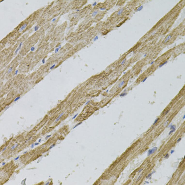 Immunohistochemistry - Anti-Reg3a Antibody (A88397) - Antibodies.com