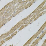 Immunohistochemistry - Anti-Reg3a Antibody (A88397) - Antibodies.com