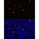 Immunofluorescence - Anti-Cathelicidin/CLP Antibody (A88398) - Antibodies.com