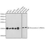 Western Blot - Anti-Peroxiredoxin 5 Antibody (A88399) - Antibodies.com