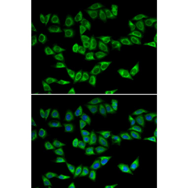 Immunofluorescence - Anti-Peroxiredoxin 5 Antibody (A88399) - Antibodies.com