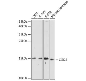 Western Blot - Anti-CISD2 Antibody (A88400) - Antibodies.com