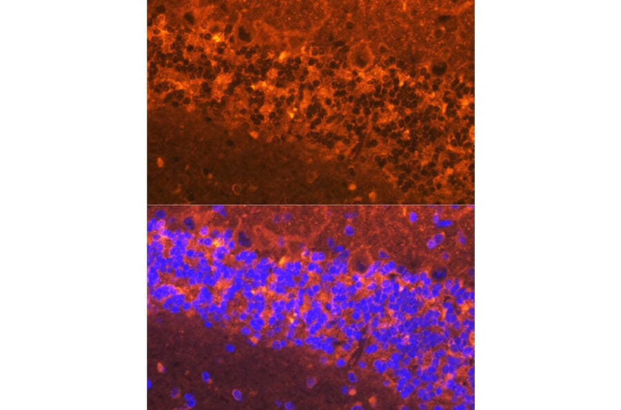 Immunofluorescence - Anti-Alpha-synuclein Antibody (A88401) - Antibodies.com