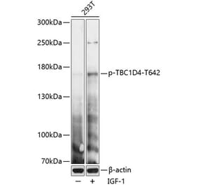 Western Blot - Anti-AS160 (phospho Thr642) Antibody (A88405) - Antibodies.com