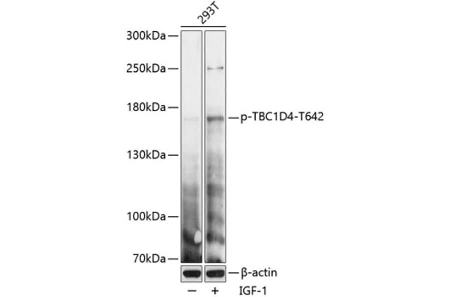 Western Blot - Anti-AS160 (phospho Thr642) Antibody (A88405) - Antibodies.com