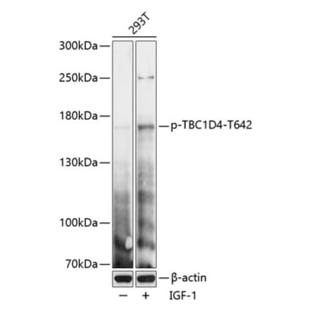 Western Blot - Anti-AS160 (phospho Thr642) Antibody (A88405) - Antibodies.com