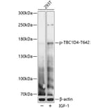 Western Blot - Anti-AS160 (phospho Thr642) Antibody (A88405) - Antibodies.com