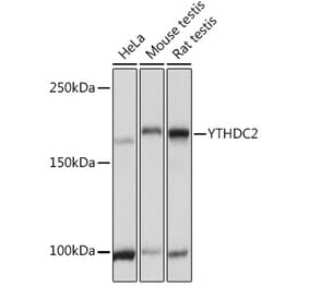 Western Blot - Anti-YTHDC2 Antibody (A88406) - Antibodies.com