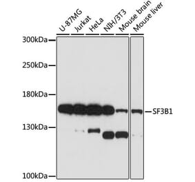Western Blot - Anti-SF3B1 Antibody (A88407) - Antibodies.com